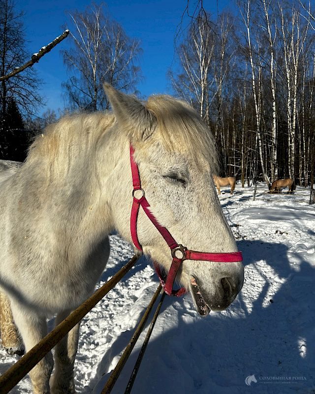 Мельба, лошадь конного клуба КСК «Соловьиная Роща»