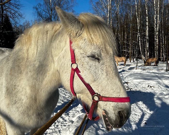 Мельба, лошадь конного клуба КСК «Соловьиная Роща»
