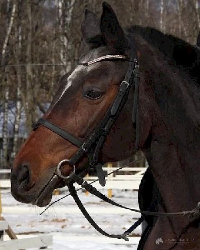 Лавина, лошадь конного клуба КСК «Соловьиная Роща»