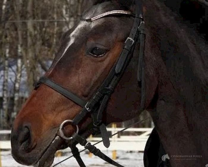 Лавина, лошадь конного клуба КСК «Соловьиная Роща»